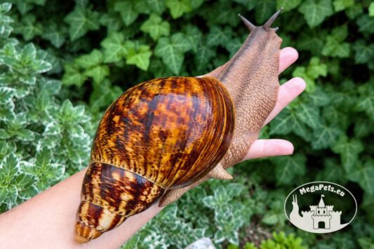 Archachatina marginata ovum XXL standard z hodowli MegaPets.eu