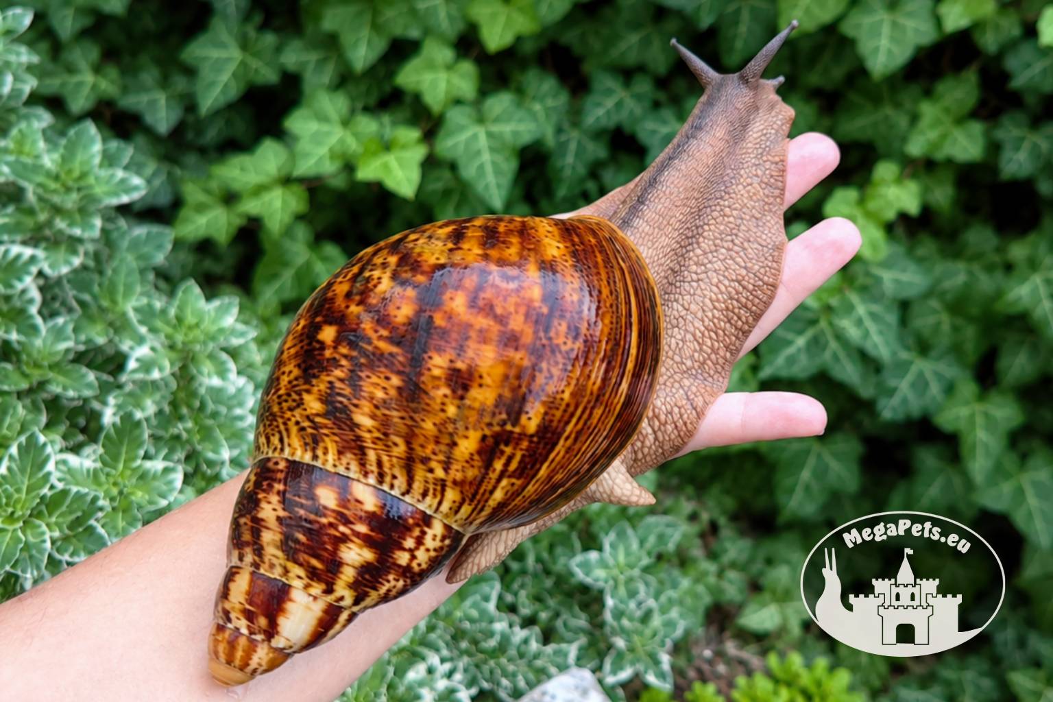 Archachatina marginata ovum XXL standard z hodowli MegaPets.eu