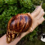Archachatina marginata ovum XXL standard z hodowli MegaPets.eu
