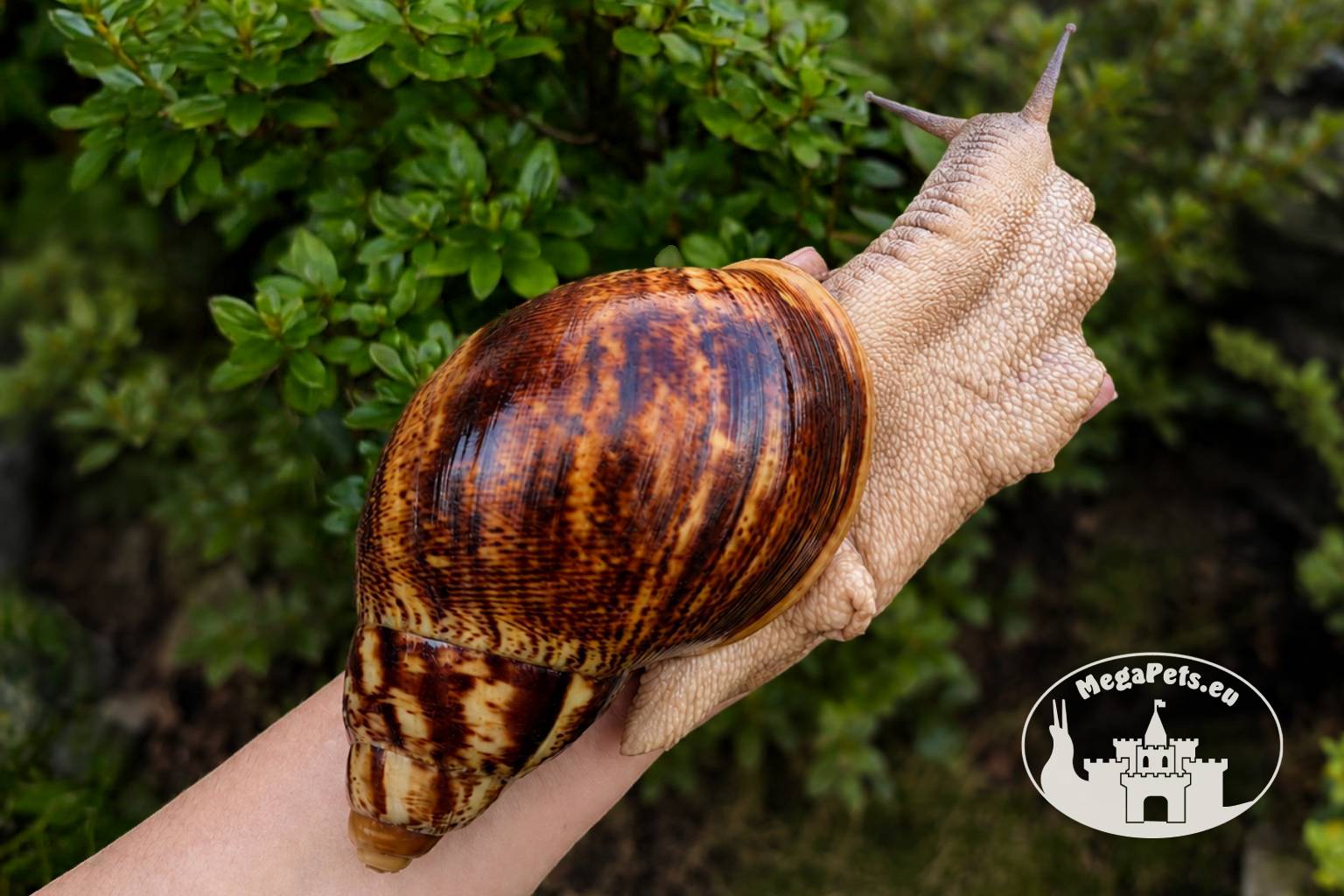 Archachatina marginata ovum XXL standard z hodowli MegaPets.eu
