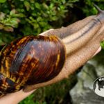 Archachatina marginata ovum XXL standard z hodowli MegaPets.eu