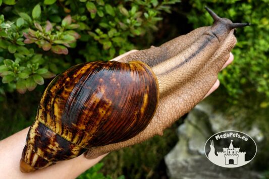 Archachatina marginata ovum XXL standard z hodowli MegaPets.eu