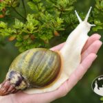 Archachatina rhodostoma albino body – młody ślimak egzotyczny z hodowli MegaPets.eu