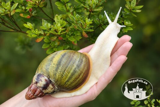 Archachatina rhodostoma albino body – młody ślimak egzotyczny z hodowli MegaPets.eu