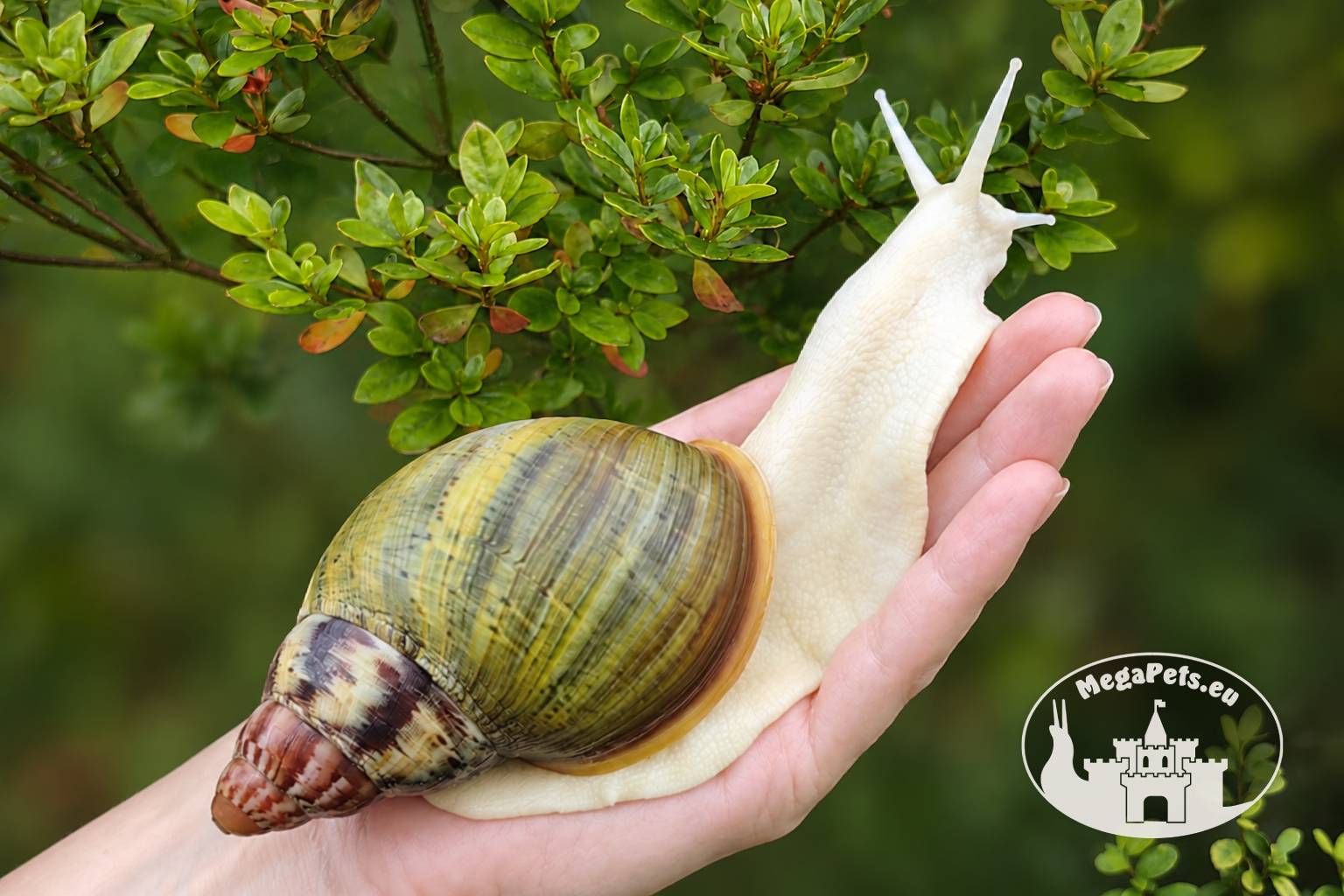 Archachatina rhodostoma albino body – młody ślimak egzotyczny z hodowli MegaPets.eu