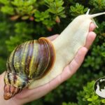 Archachatina rhodostoma albino body – młody ślimak egzotyczny z hodowli MegaPets.eu