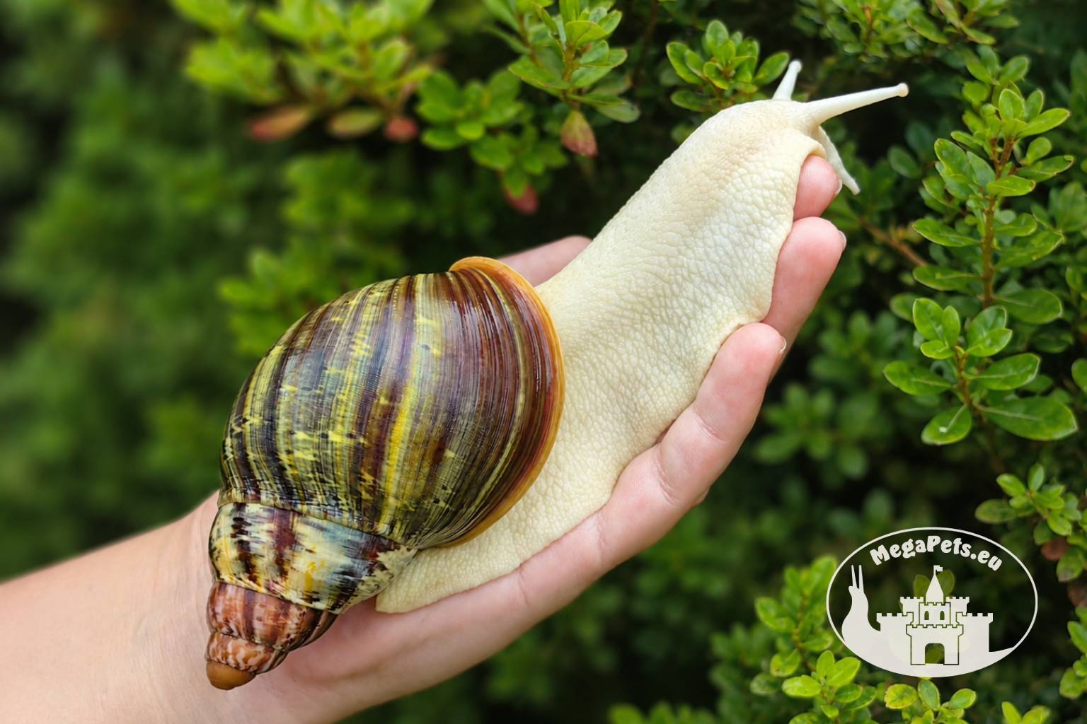 Archachatina rhodostoma albino body – młody ślimak egzotyczny z hodowli MegaPets.eu