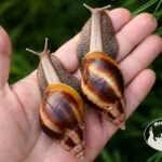 Lissachatina fulica standard z hodowli MegaPets.eu