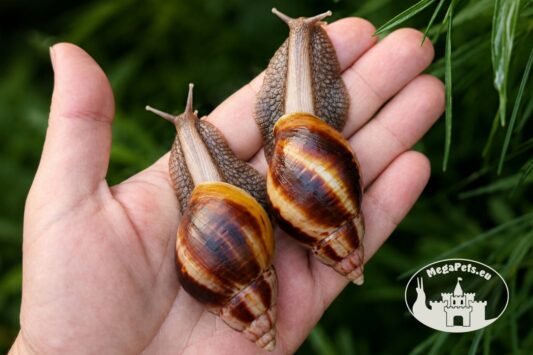 Lissachatina fulica standard z hodowli MegaPets.eu