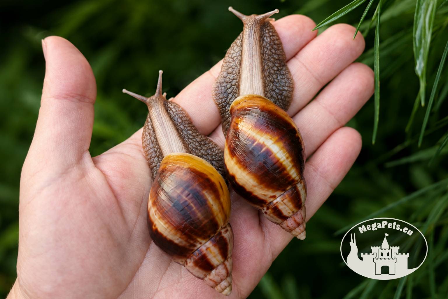 Lissachatina fulica standard z hodowli MegaPets.eu