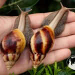 Ślimaki afrykańskie Lissachatina fulica standard z hodowli MegaPets.eu
