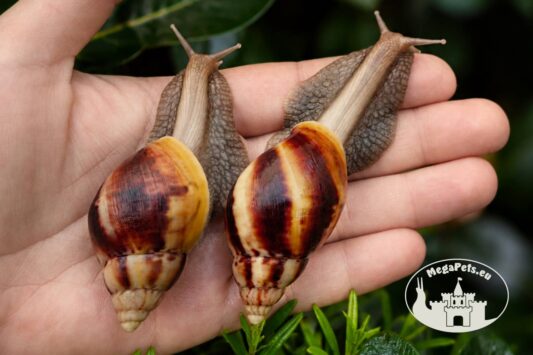 Ślimaki afrykańskie Lissachatina fulica standard z hodowli MegaPets.eu
