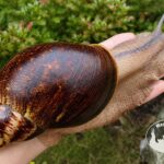 Archachatina marginata ovum XXL standard z hodowli MegaPets.eu