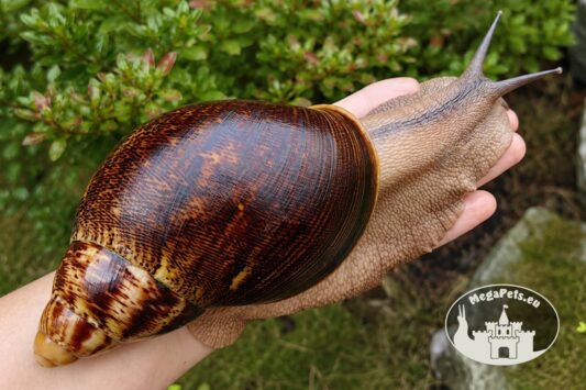 Archachatina marginata ovum XXL standard z hodowli MegaPets.eu