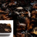 Skoczogonki białe Collembola – naturalna ekipa sprzątająca do terrarium bioaktywnego