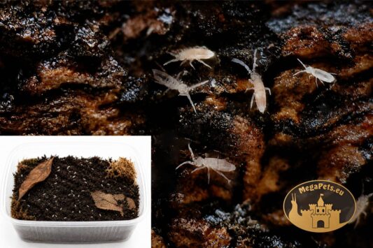 Skoczogonki białe Collembola – naturalna ekipa sprzątająca do terrarium bioaktywnego