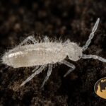 Skoczogonki Colembola do terrarium bioaktywnego – naturalna ekipa sprzątająca MegaPets.eu