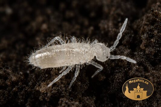 Skoczogonki Colembola do terrarium bioaktywnego – naturalna ekipa sprzątająca MegaPets.eu