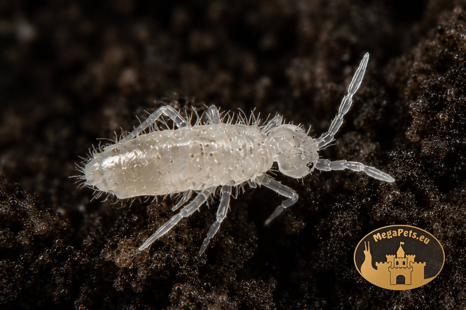 Skoczogonki Colembola do terrarium bioaktywnego – naturalna ekipa sprzątająca MegaPets.eu