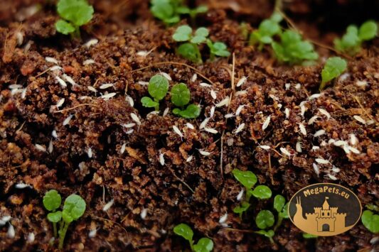Skoczogonki do terrarium Collembola w podłożu bioaktywnym