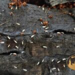 skoczogonki-białe-ekipa-sprzatajaca-terrarium-megapets-eu Skoczogonki białe Collembola – naturalna ekipa sprzątająca do terrarium bioaktywnego