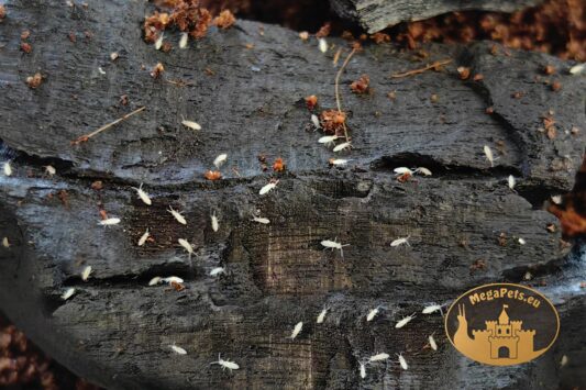 Skoczogonki białe Collembola – naturalna ekipa sprzątająca do terrarium bioaktywnego