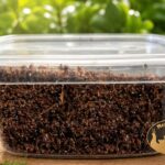 skoczogonki-ekipa-sprzatajaca-terrarium-pojemnik-megapets-eu Skoczogonki białe (Collembola) – naturalna ekipa sprzątająca