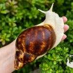 Archachatina marginata ovum albino body z hodowli MegaPets.eu