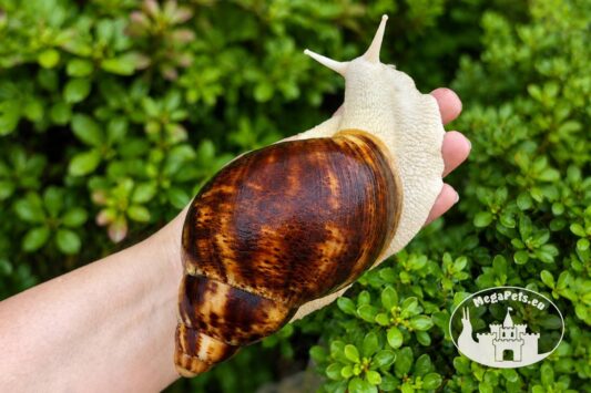 Archachatina marginata ovum albino body z hodowli MegaPets.eu