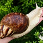 Archachatina marginata ovum pseudoleucistic z białym ciałem i szarymi czułkami