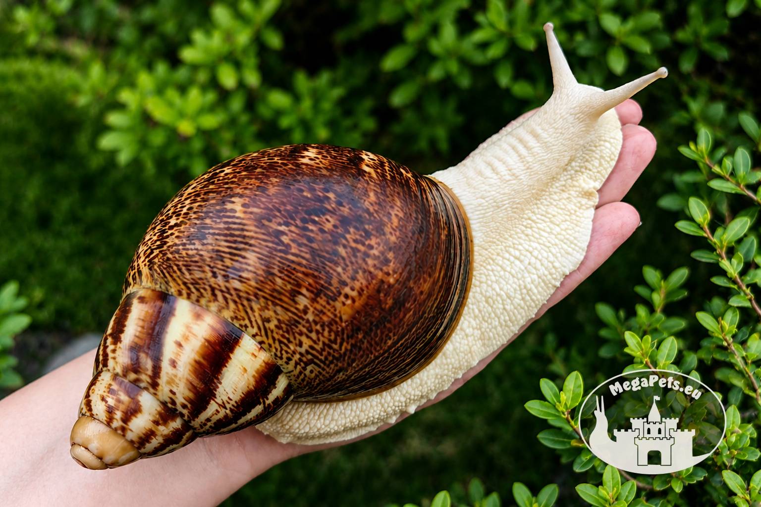 Archachatina marginata ovum pseudoleucistic z białym ciałem i szarymi czułkami