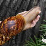 archachatina-marginata-ovum-xxl-standard-p11-2-megapets-eu Archachatina marginata ovum XXL standard z hodowli MegaPets.eu