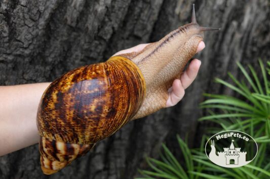 Archachatina marginata ovum XXL standard z hodowli MegaPets.eu
