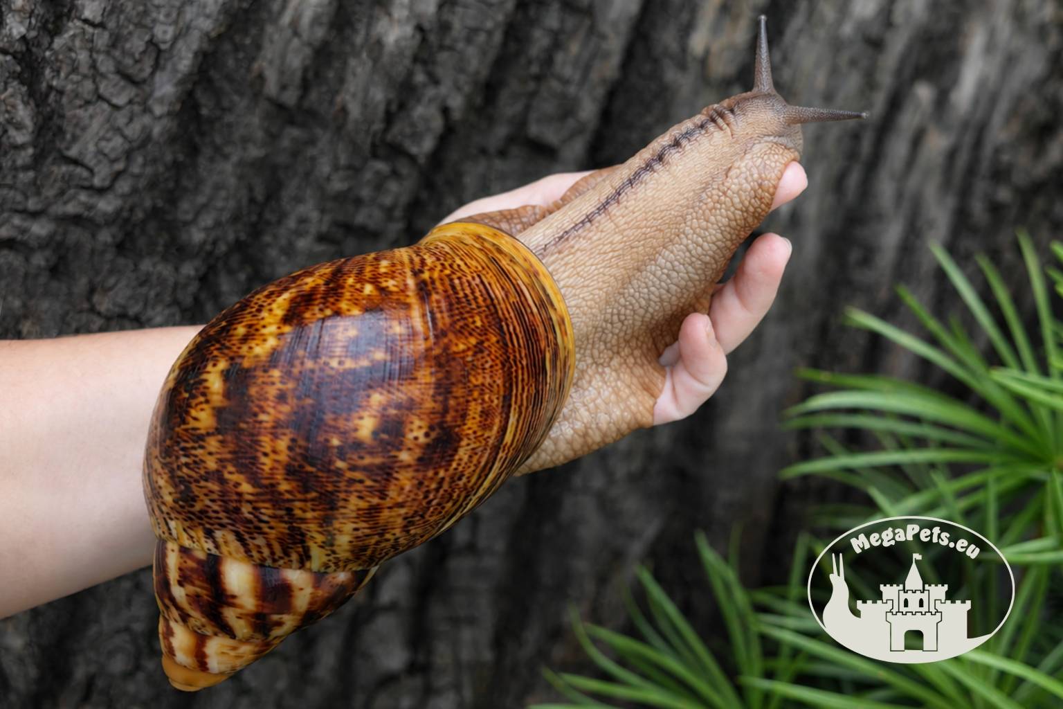 archachatina-marginata-ovum-xxl-standard-p11-2-megapets-eu Archachatina marginata ovum XXL standard z hodowli MegaPets.eu