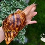 archachatina-marginata-ovum-xxl-standard-p11-megapets-eu Archachatina marginata ovum XXL standard z hodowli MegaPets.eu