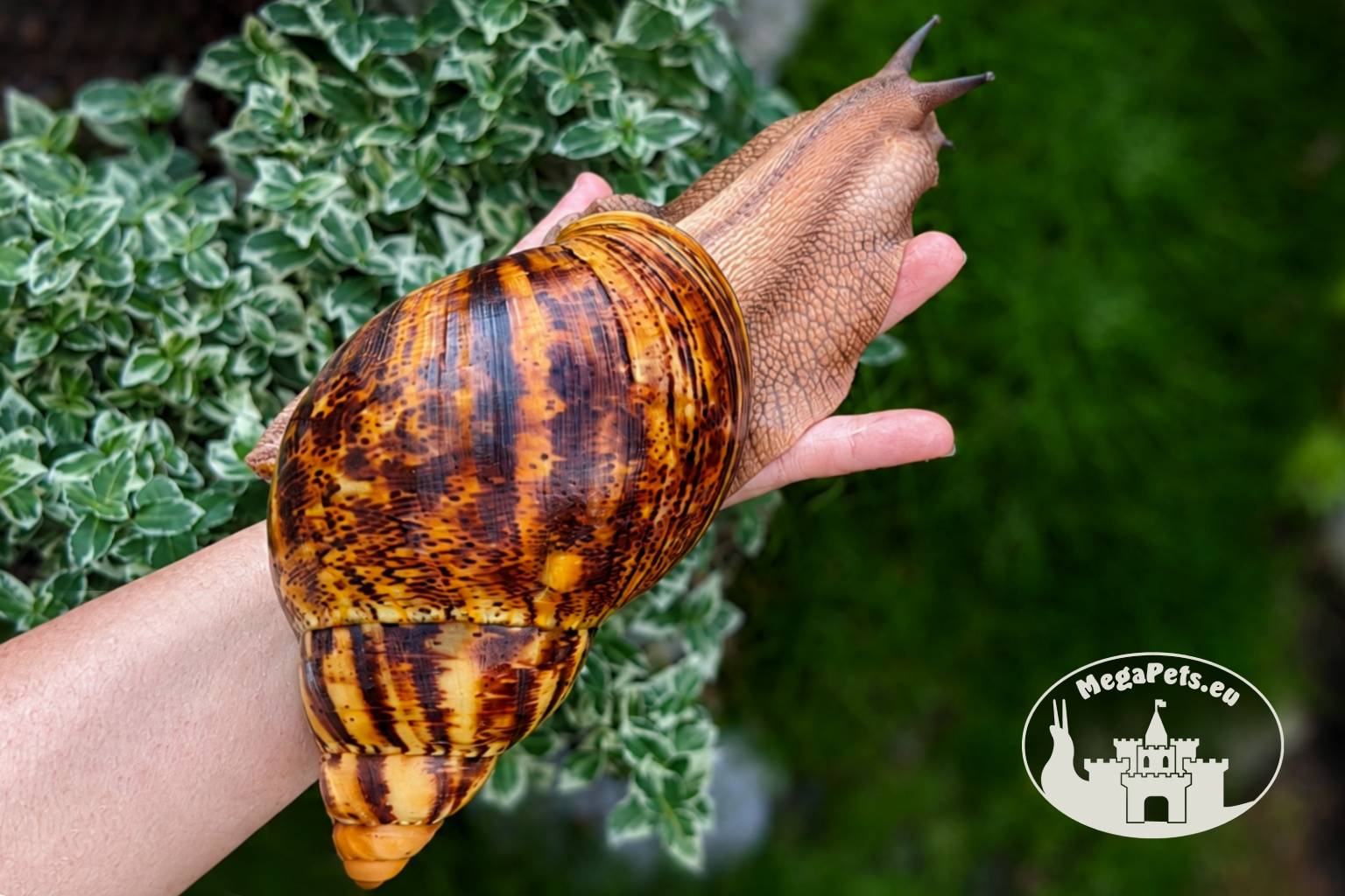 Archachatina marginata ovum XXL standard z hodowli MegaPets.eu