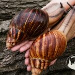Niespokrewniona para młodych ślimaków Archachatina marginata ovum XXL