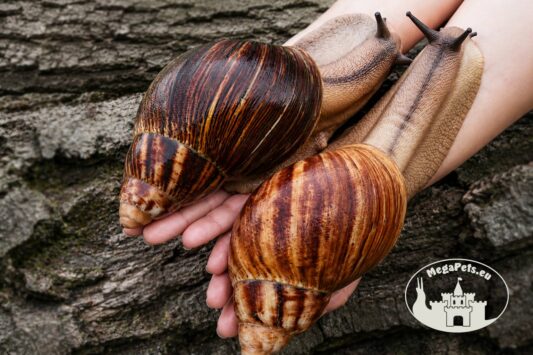 Niespokrewniona para młodych ślimaków Archachatina marginata ovum XXL