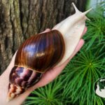 Ślimaki afrykańskie Lissachatina fulica albino body z hodowli MegaPets.eu