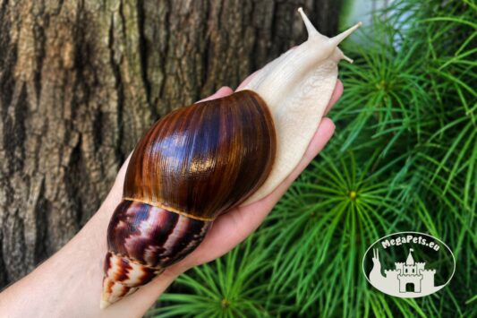 Ślimaki afrykańskie Lissachatina fulica albino body z hodowli MegaPets.eu