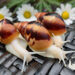 Ślimaki afrykańskie Lissachatina fulica albino body z hodowli MegaPets.eu
