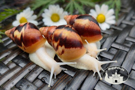 Ślimaki afrykańskie Lissachatina fulica albino body z hodowli MegaPets.eu