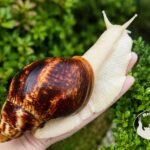 Archachatina marginata ovum albino body z hodowli MegaPets.eu