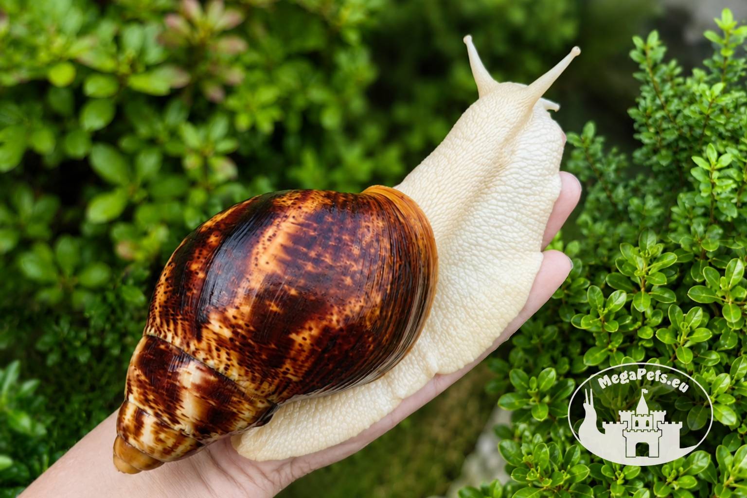 Archachatina marginata ovum albino body z hodowli MegaPets.eu