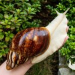 Archachatina marginata ovum pseudoleucistic z hodowli MegaPets.eu