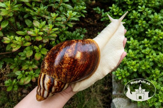 Archachatina marginata ovum pseudoleucistic z hodowli MegaPets.eu