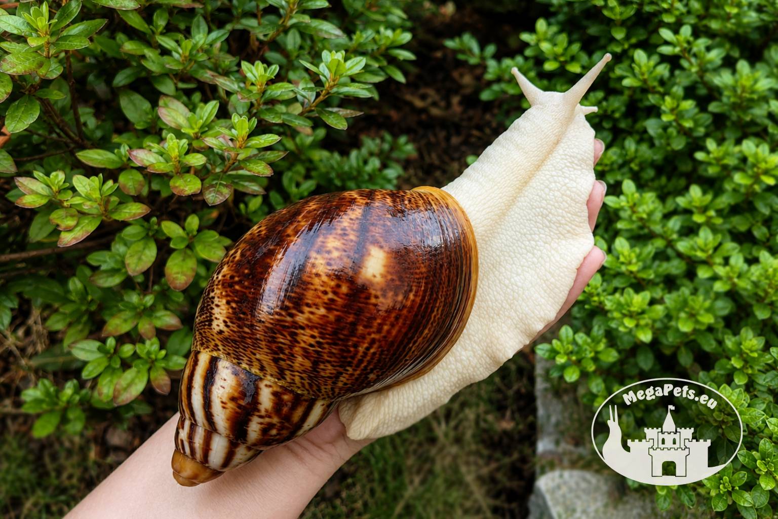 Archachatina marginata ovum pseudoleucistic z hodowli MegaPets.eu