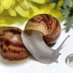 Archachatina marginata ovum silver body Archachatina marginata ovum silver body z hodowli MegaPets.eu