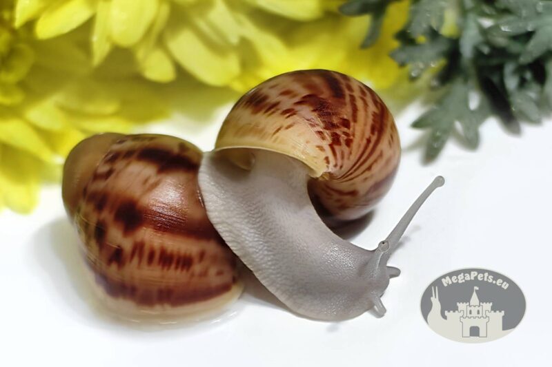 Archachatina marginata ovum silver body z hodowli MegaPets.eu