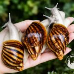 Archachatina marginata ovum silver body P20 Archachatina marginata ovum silver body z hodowli MegaPets.eu